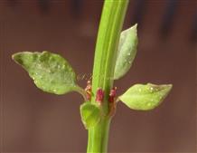  Leaf phyllotaxy